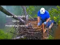 Download Lagu AMAZING Rescue of Baby Eagle- Honor Gets the Presidential Treatment