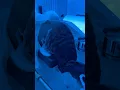 Best Head Spa in Memphis