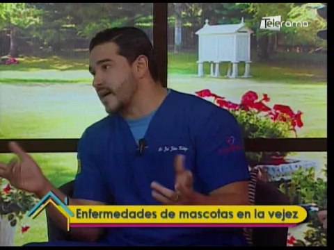 Enfermedades de mascotas en la vejez 