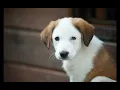 Puppy Hiccups Explained Why Do They Happen