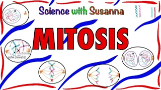 Mitosis