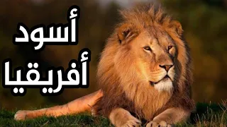 وثائقى عن الأسد ناشونال جيوغرافيك مصر  وثائقى عن الأسد ناشونال جيوغرافيك مصر