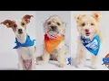 Five dogs from San Diego shelters take part in this year s Puppy Bowl