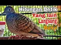 Lagu Perkutut Lokal Gacor Hitungan  Detik Yang Lain Pasti Pasti Bunyi