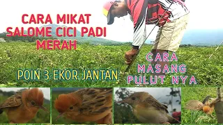 Download Mikat Burung Salome Cici Padi Merah dan Cara Memasang Pulutnya || Dapat 3 Ekor MP3