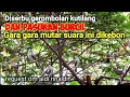 Download Lagu Suara Kutilang Betina Pikat Terancam Kombinasi Suara Prenjak Lumut Terancam