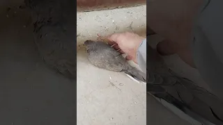 Bird Rescue Here In Saudiarabia Riyadh Ofwlife Birds 