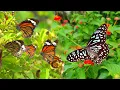 Download Lagu Banyak Kupu-kupu Terbang di Taman Bunga | Bagaimana Kupu-kupu Menyerbuki Bunga.