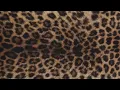 leopard background