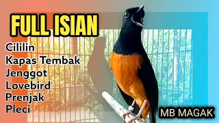 Download MURAI BATU GACOR FULL ISIAN CILILIN KAPAS TEMBAK C JENGGOT LOVEBIRD PRENJAK KOLIBRI MP3