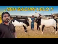 Download Lagu Shahzan Bhai Ne Di Mujhe Haseen Bachriyon Ki Offer !! 😍