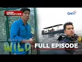 Download Lagu Saving Wildlife Habitats | Born to be Wild (Full Episode