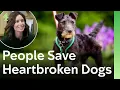Download Lagu Overgegeven honden gered na liefdesverdriet en verlaten het asiel voorgoed | The Dog House 🐶