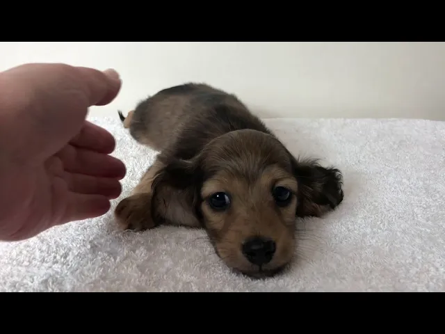 動画