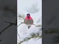 Download Lagu Een feeëriek roze kroontje, dat de winterhemel versteld doet staan. Anna's kolibrie (Calypte anna). #vogels #kolibrie