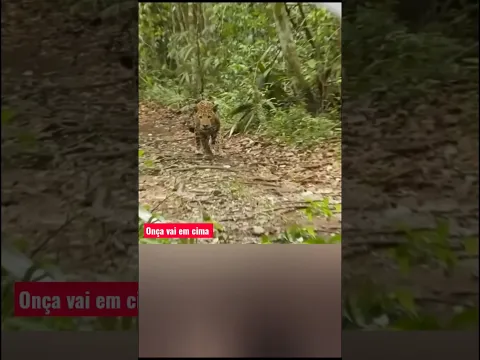 onça vai em cima dele pra defender a cria!