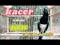 Download Lagu 🔴LANGSUNG PLAY SAJA ‼️KACER ANDA PASTI LANGSUNG BUKA EKOR SEKETIKA❗❗
