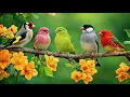Lagu Pure Natural Bird Songs in Forest Morning Ambience | Deep Relaxation, Focus \u0026 Stress Relief