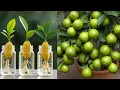 Download Lagu LIVE🔴🌿Secret Trick to Grow Lemon Plant from Cutting (100% Success)#livestream#livestream