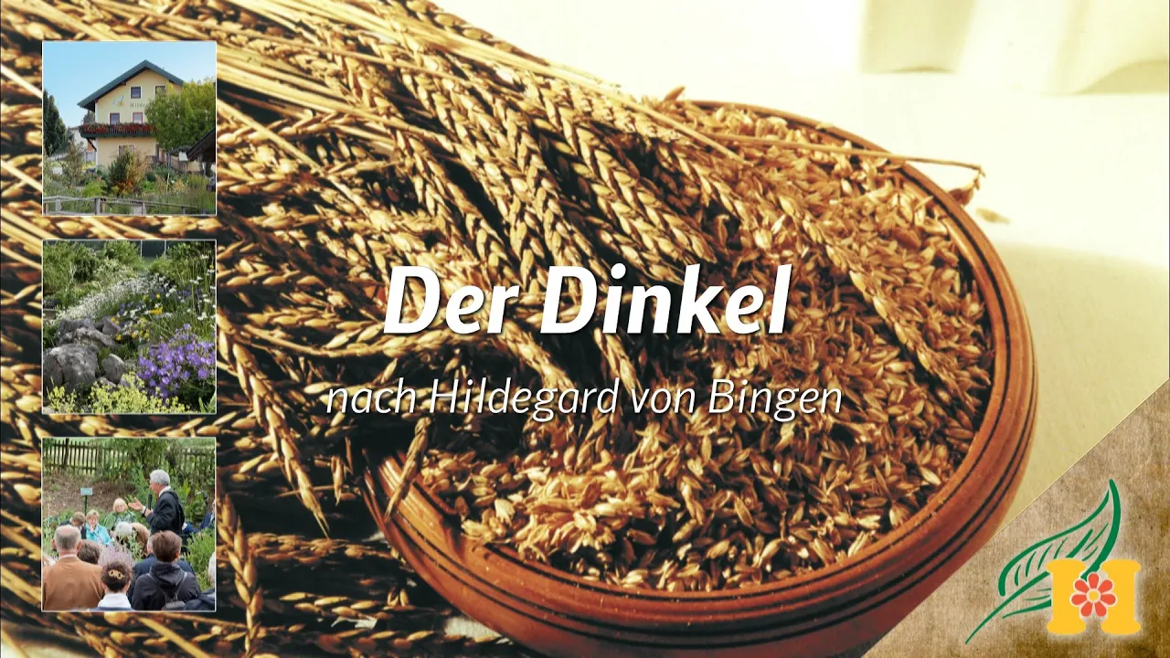 
          
          
          
            
            Der Dinkel bei Hildegard von Bingen
          
        . 