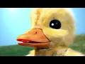 Download Lagu The Duck Song IRL