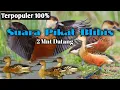 SUARA PIKAT BELIBIS \