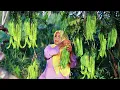 Download Lagu Pete berbuah lebat sekali dipanen untuk dibuat masakan super nikmat banget, masakan desa