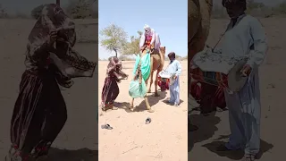     رقصة الفرح فوق ظهر الجمل    لحظة سحر انتهت بسقوط مفاجئ     دندنها