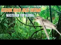 Lagu Masteran burung kerak basi alis hitam suara jernih terbaik
