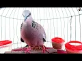 ❎TIẾNG CHIM CU GÁY Giọng Hấp Dẫn... [ GÁY GỌI,THÚC,GÙ ]Kích Bổi Nhanh Nổi.Cu Gáy.Cu Đất,Cu cườm