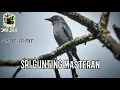 Download Lagu SriGunting (Awar-Awar) Masteran