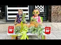 Download Lagu Monkey Kaka and Diem sell pineapples, they look so cute.