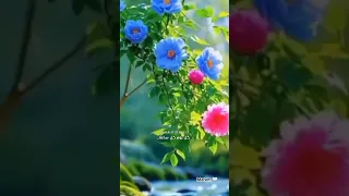 أجمل اغنية كردية مترجمه للعربيه كورمانجي هار جولي   اغاني  تصميمي  ورد  اكسبلور  ستوريات  تابعوني دندنها