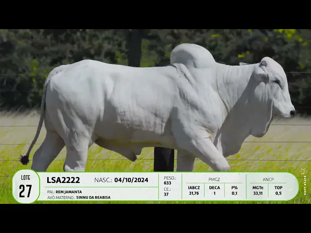 Garrote Nelore LSA - 2222