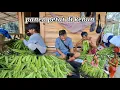Download Lagu Bermalam panen petai di kebun hasil melimpah 