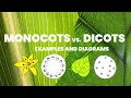 Learn easy to observe characteristics of monocots and dicots Monocotyledons vs Dicotyledons