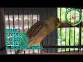 Download Lagu INI BARU KEREN!! KENARI FULL ISIAN CIBLEK, PRENJAK, CILILIN SIKATAN LONDO
