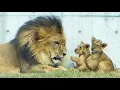 Lagu Lion Cub Den’s Little Payback Surprises Lion Dad Earth🦁💕