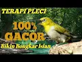 Download Lagu Terapi Pleci Bikin Bongkar Isian | Pleci Gacor