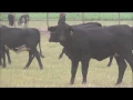 The Cattle Range Listing - 201