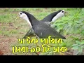Lagu ডাউক পাখির ডাক। Waterhen Bird Call। পাখির ডাক দিয়ে পাখি শিকার।