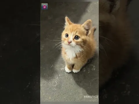 Cute kitten #kitten #cat