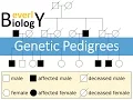 Genetic Pedigrees updated