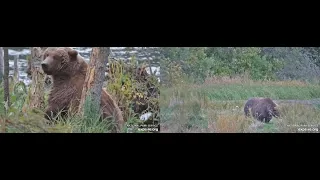 910 and 910jr on different cams - September 18th 2025 explore org RF KRV