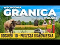 Download Lagu PODLASIE i ostatnia dzika puszcza europy! Wschodnia Granica Polski - Odcinek 10