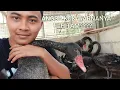 Download Lagu Keunikan ANGSA HITAM di INDONESIA