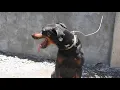 Rottweiler Cross Doberman Boomer