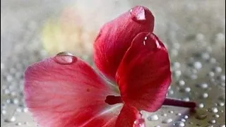 حبيب الروح طرب 