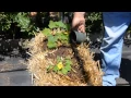 Straw Bale Gardening with Pete s Cow Manure Organic Fertilizer