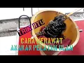 Lagu cara merawat anakan pelatuk ulam